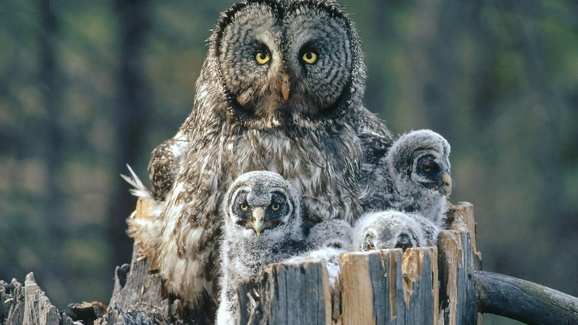 Birds-Family-Owls-Backgrounds-Baby-High-Resolution-Pictures-1920×1080 (1)