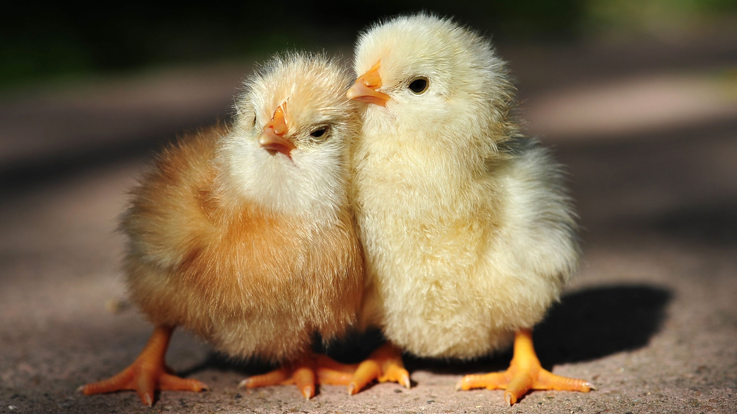Cute-Chicken-Baby-Animals