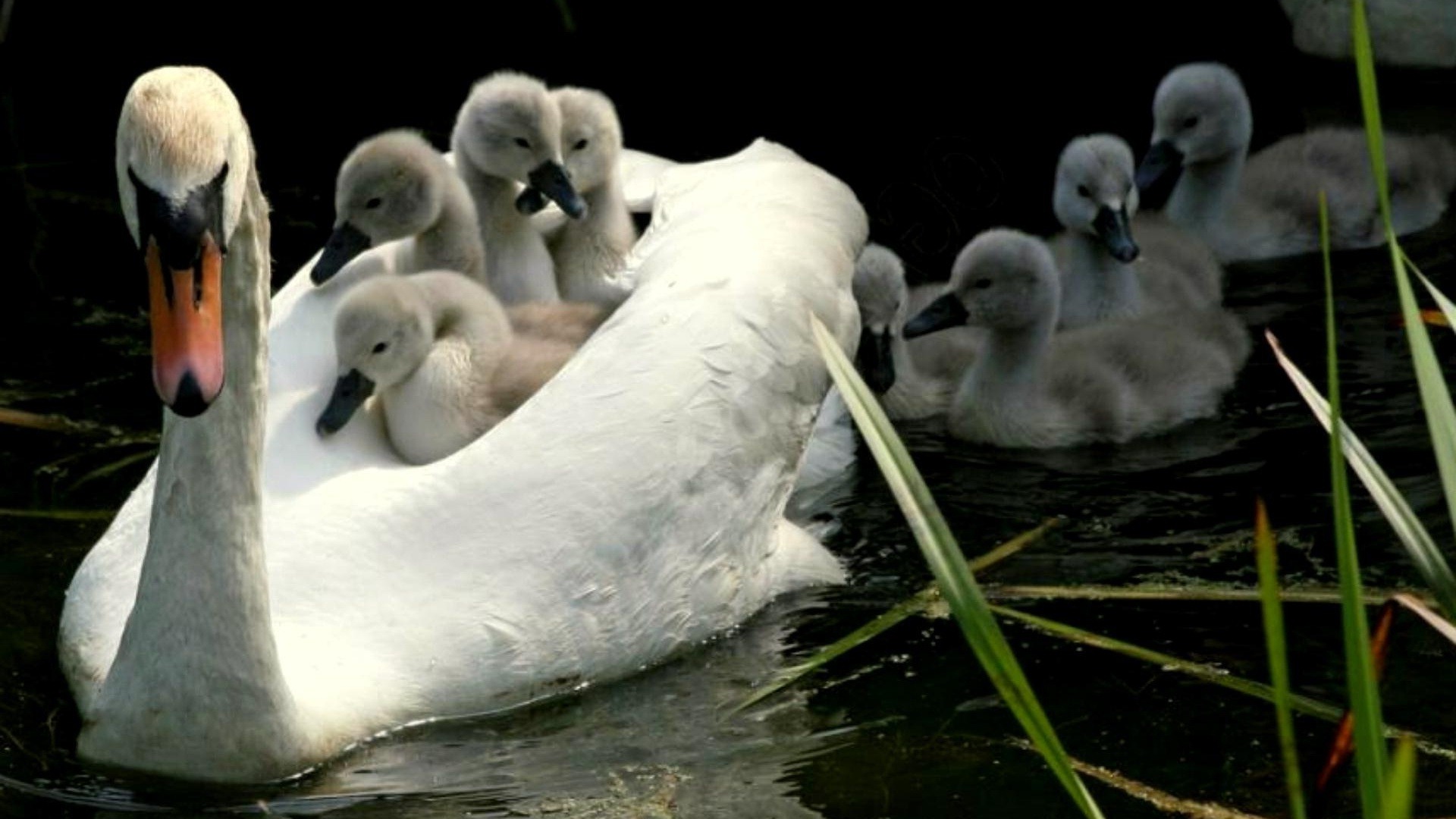 Swan-with-Babies-Images