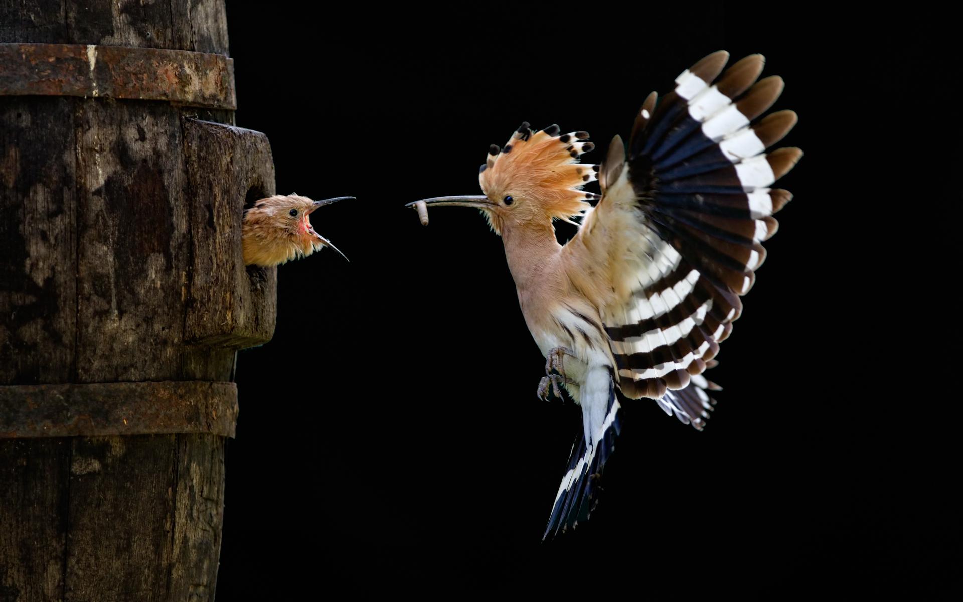 bird_feeding_baby_in_nest bird_feeding_baby_in_nest