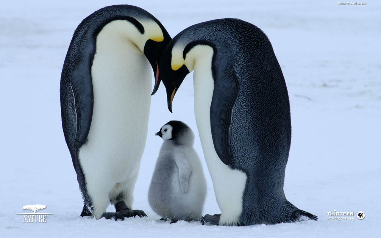 bornwild_penguin_baby bornwild_penguin_baby