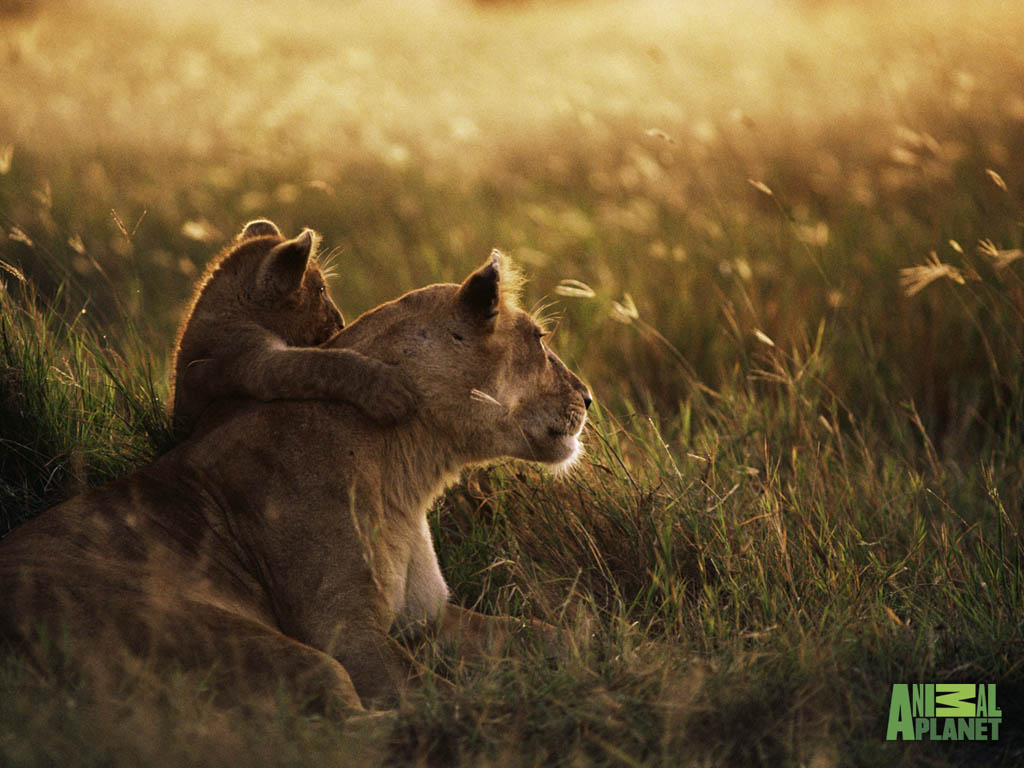 lion_cub_wallpaper 3 lion_cub_wallpaper 3