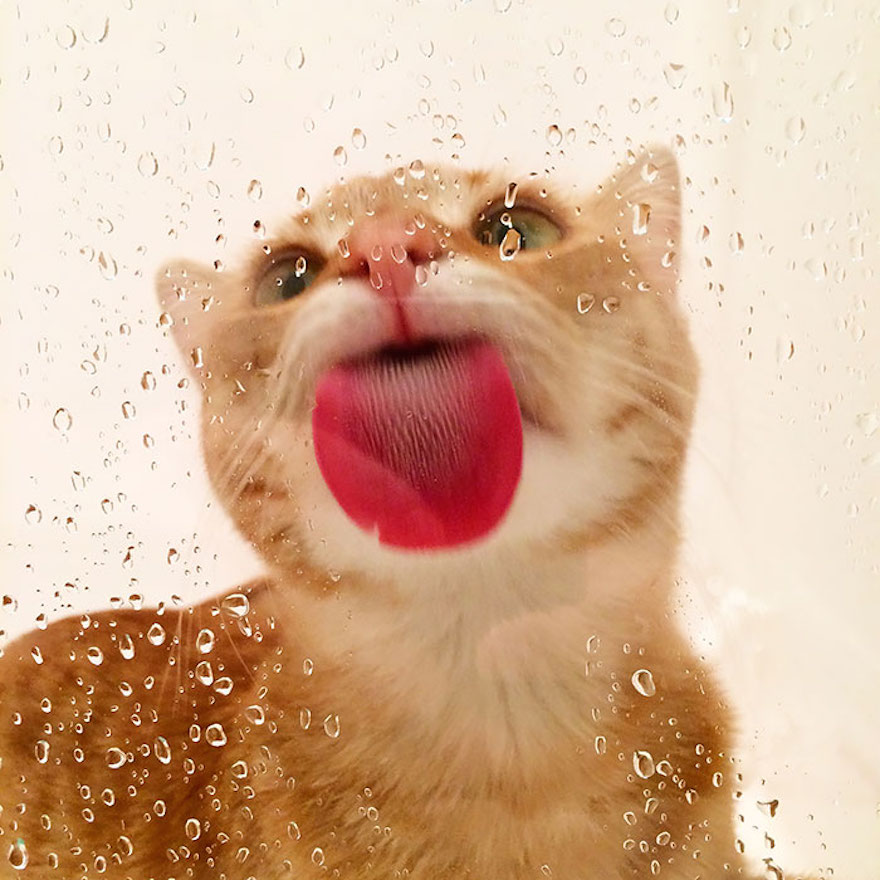 Shower lick Shower lick