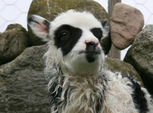 heavy make up goat 3