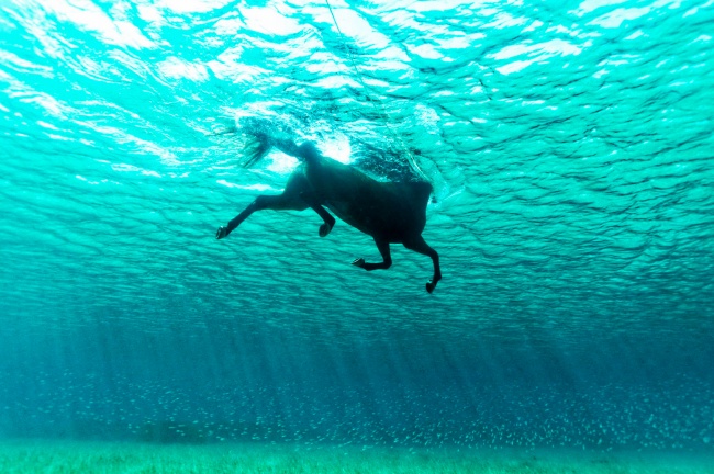 Horse Swimming