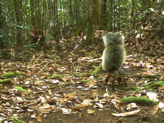 Bushy-Tailed Squirrel