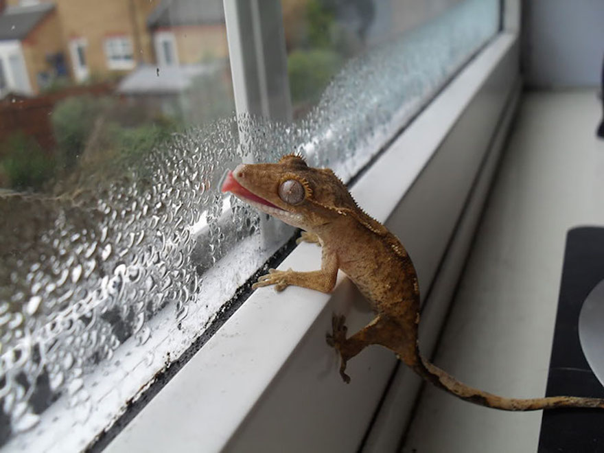 Lizard Drinking Water 