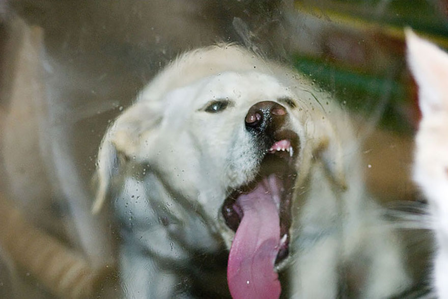 Weird Window Lick