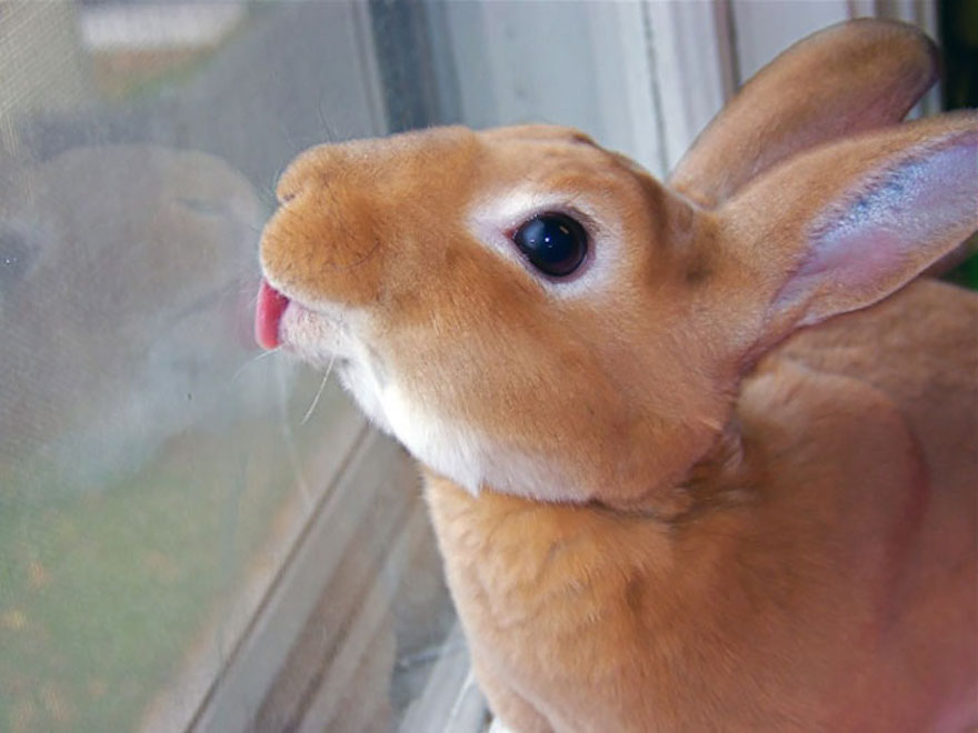 Ginger Bunny