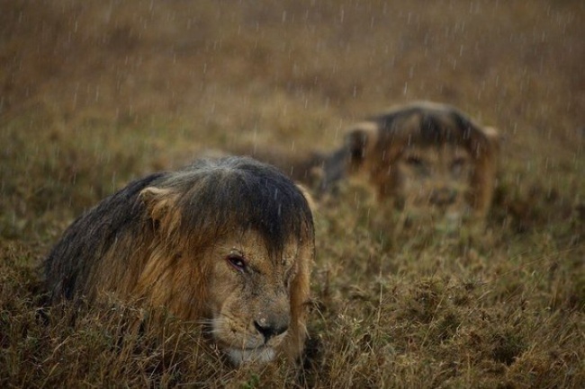 Lions in the Rain