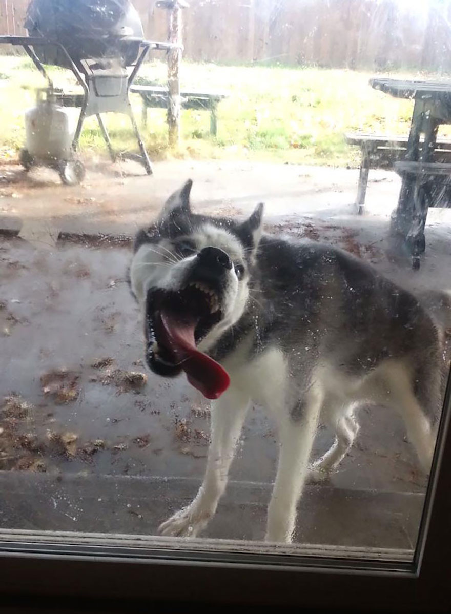 Husky Lick
