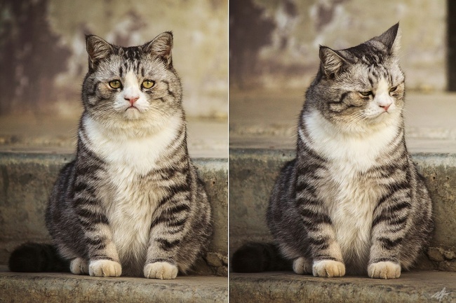 Sad Cat