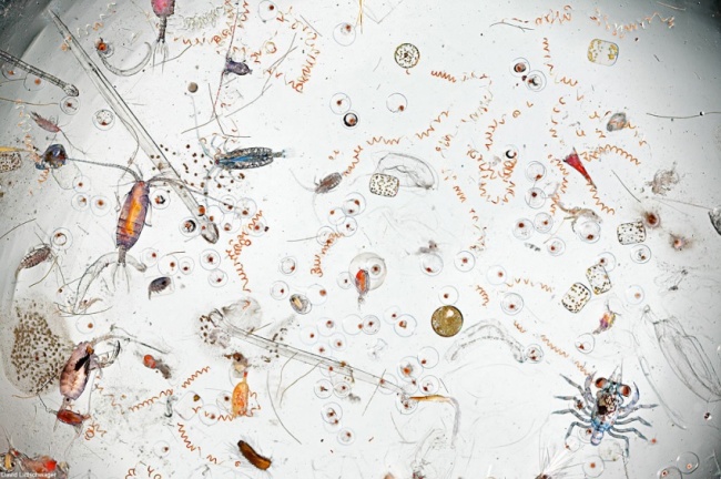 Sea Water Magnified 25 Times