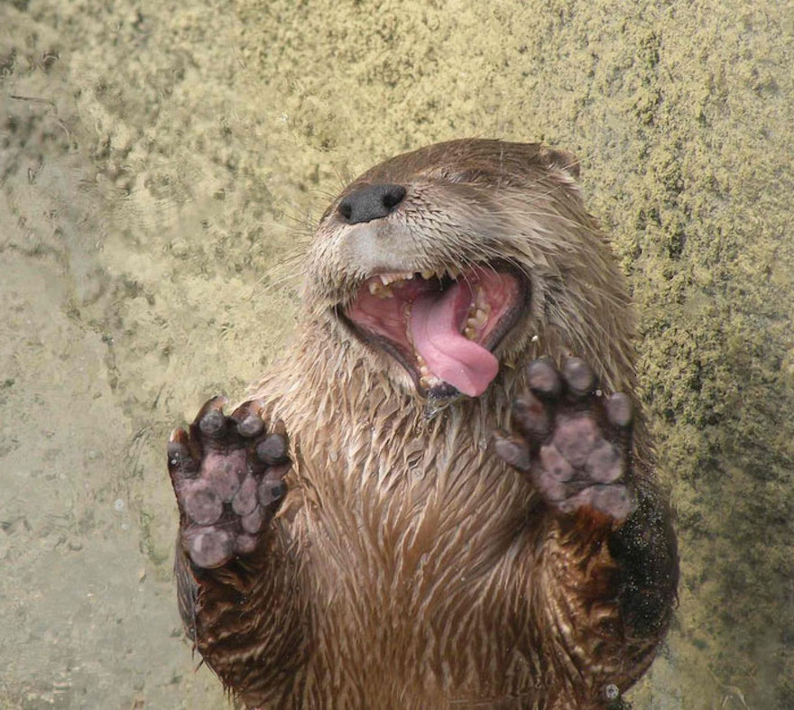Confused Otter