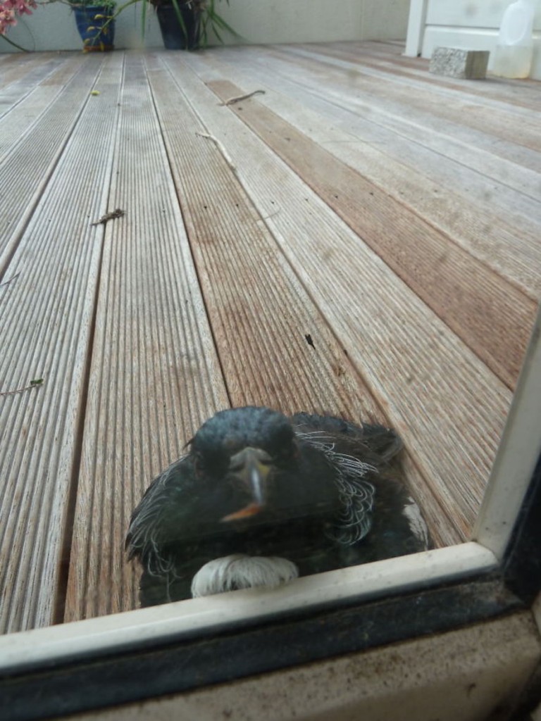 Bird Knocking