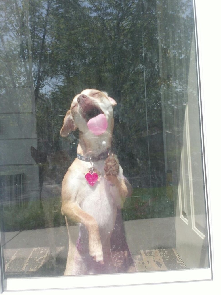 Chihuahua Licking Window