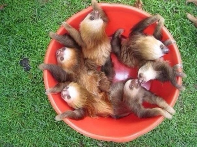Sloths in a Bucket