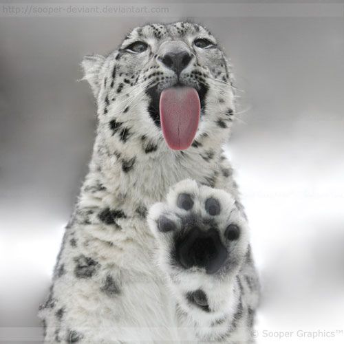 Wild Cat Examining Glass