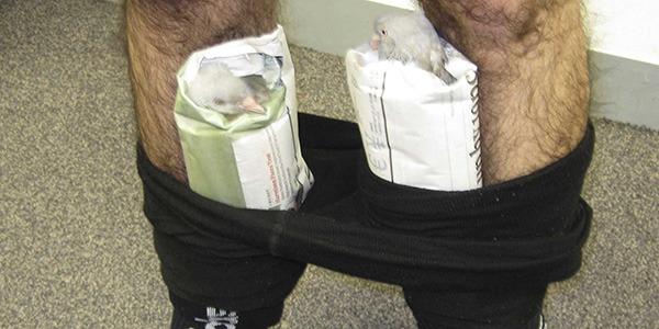 Smuggling Pigeons Smuggling Pigeons
