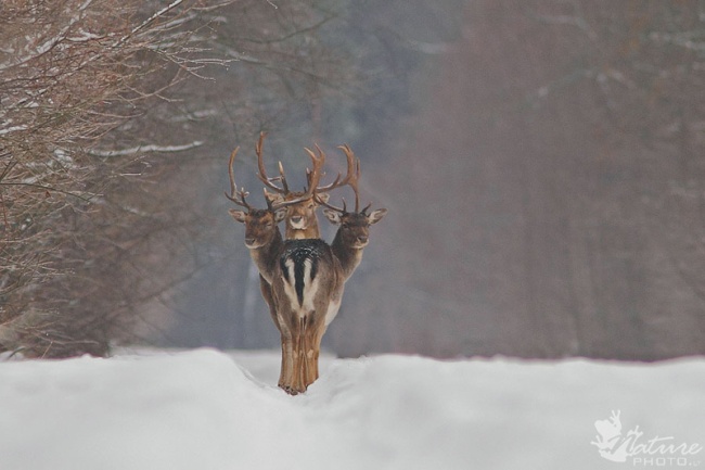 Three Headed Dear