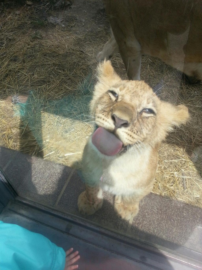 Lion Cub in Zoo