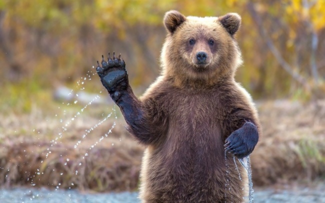 Friendly Bear