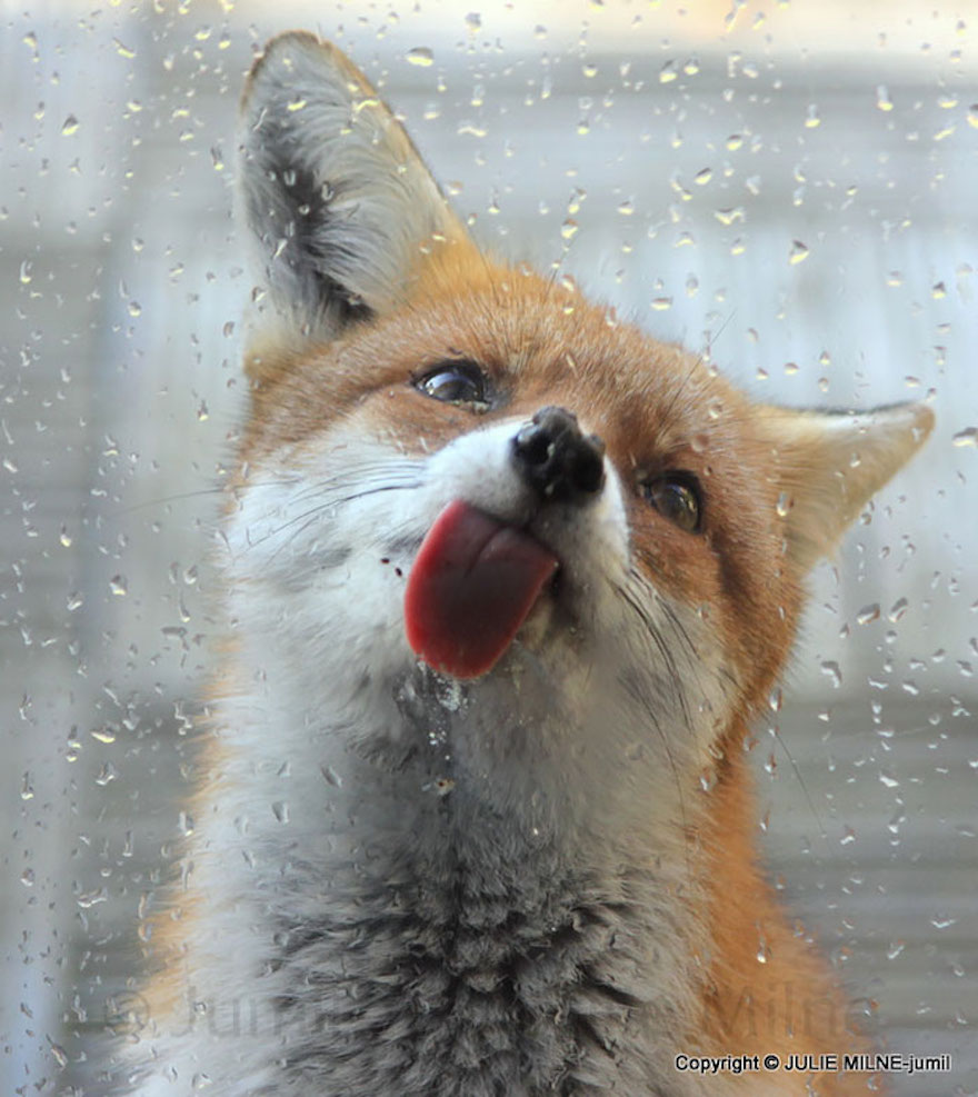 Fox Licking Glass