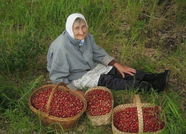 Grandma' & Cherries