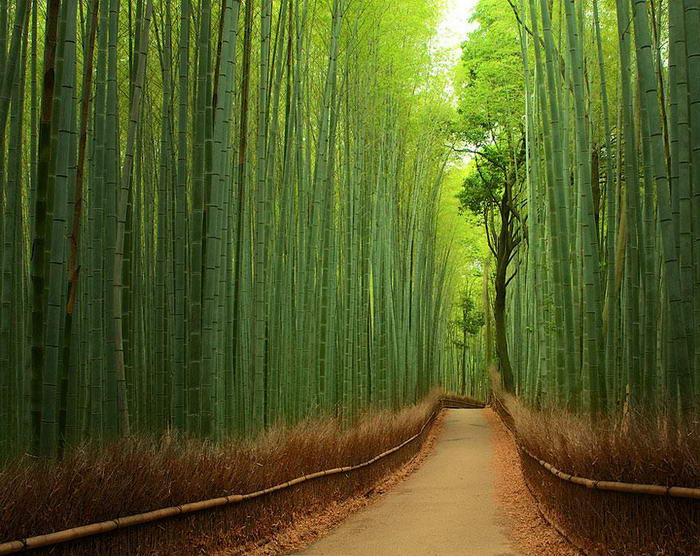 Bamboo Forest, Kyoto, Japan