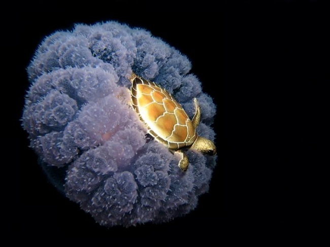 Sea Turtle On the Move