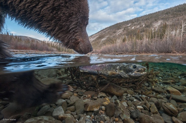 Bear Hunts a Fish