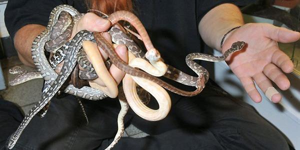 Snakes and lizards Snakes and lizards