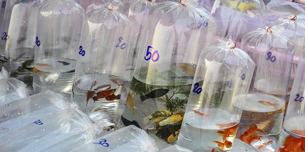 Tropical Fish - Target for Smugglers Tropical Fish - Target for Smugglers