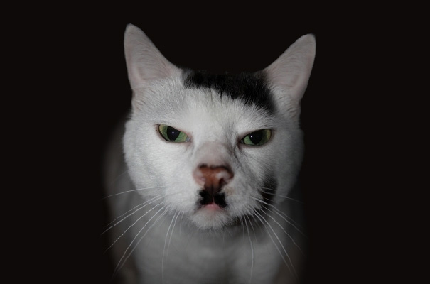 Adolf The Cat
