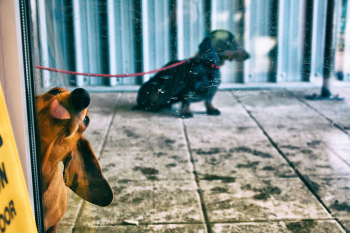 Cute Doggie