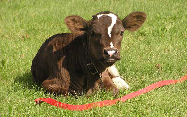 Cow with a Question Mark