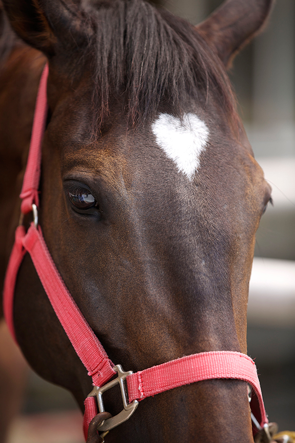 Heart Shape and a Horse