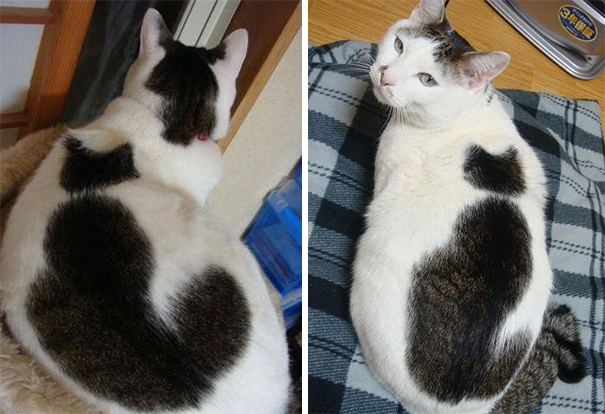 2 in 1 Cat