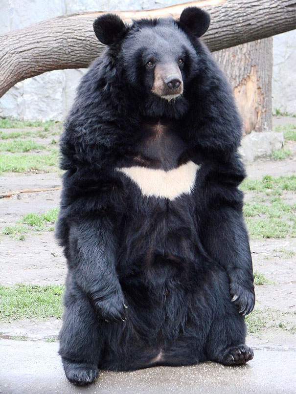 Batman the Bear