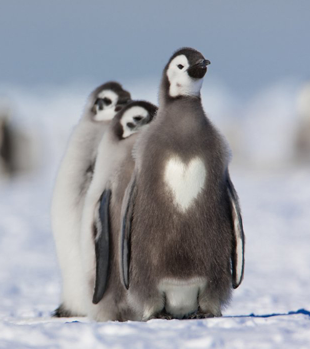 Hearty Penguin
