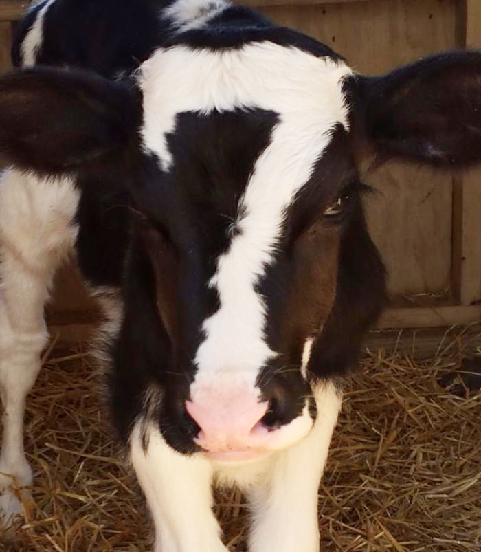 Lucky Number Cow