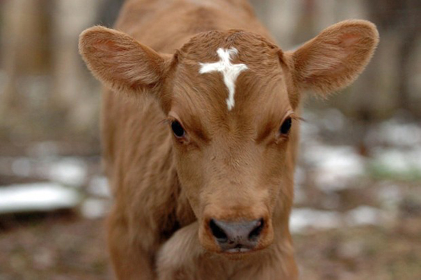 Spiritual Cow