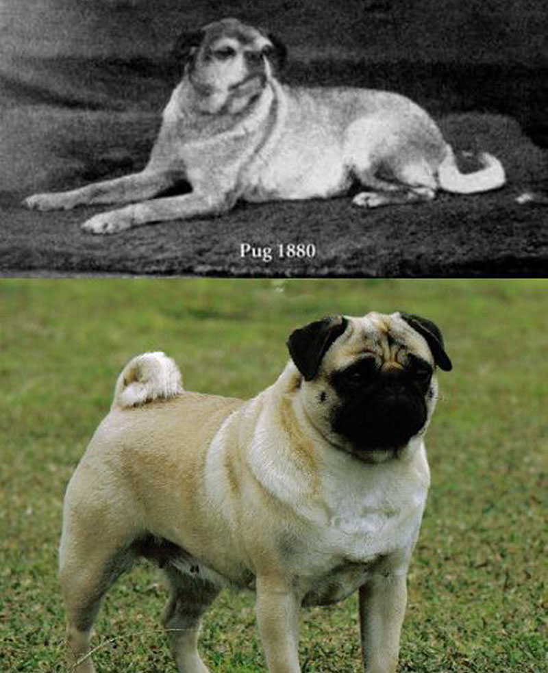Pugs
