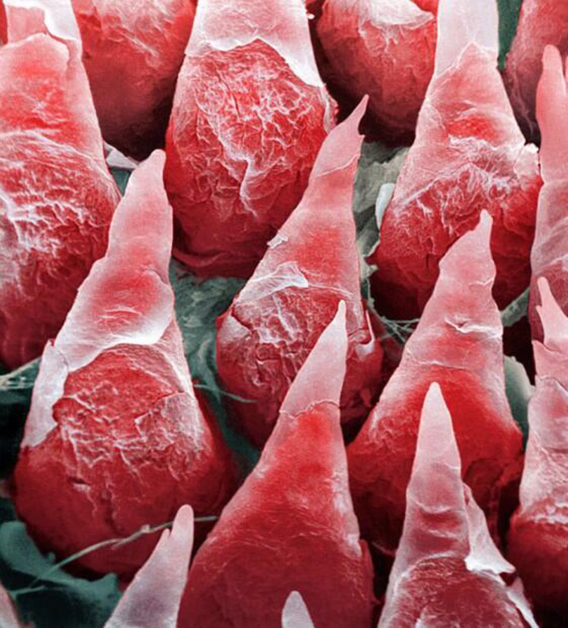 human tongue