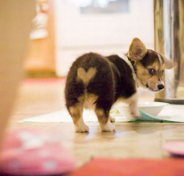 Heart-Butt Doggy