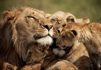 excellent-apple-iphone-nature-wallpapers-hd-high-resolution-image-wallpaper-lion-cub-fr-excellent-apple-iphone-nature-wallpapers-hd-high-resolution-image