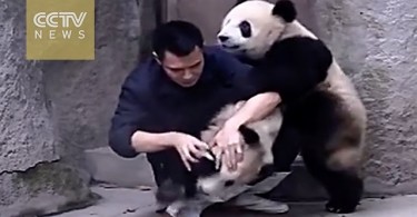 playful-panda