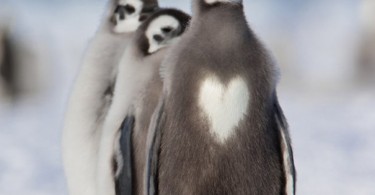 pinguin heart