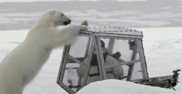 Polar Bear Tries To Eat BBC Cameraman